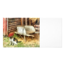Bauernhof-Katze Photo Karte