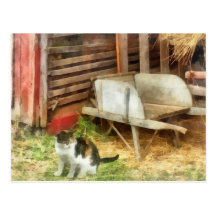 Bauernhof-Katze Postkarte