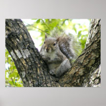 Baum-Eichhörnchen Poster