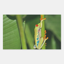 Baum-Frosch-Foto Rechrteckaufkleber