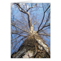 Baum im Winter Grußkarten