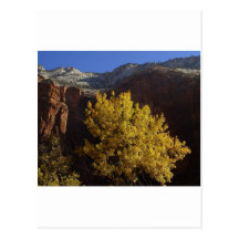 Baum in Zion Park Postkarte