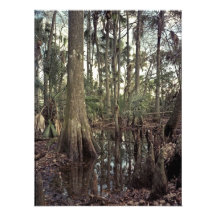 Baum-Linie. Dreifache n-Ranch, Osceola Co., Florid Photodruck