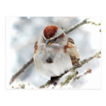 Baum-Spatz im Winter Postkarten