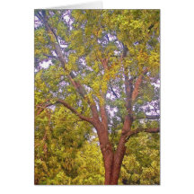 Baum - Washington-Quadrat Grußkarte