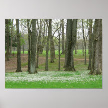 Bäume, die im Frühjahr knospen Posterdruck