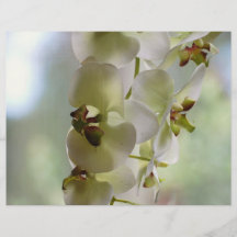 Baumelndes Orchideen-Broschüren-Papier Flyer Druck