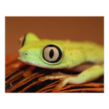 Baumfrosch Ankündigungen