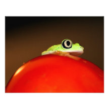 Baumfrosch Einladung