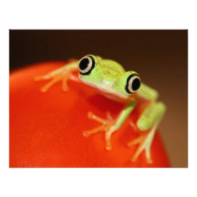 Baumfrosch Individuelle Einladungskarte