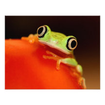 Baumfrosch Personalisierte Einladungskarten