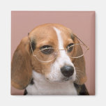 Beagle Kühlschrankmagnet
