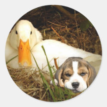 Beagle mit Enten-Aufkleber
