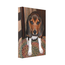 Beagle-Welpe eingewickelte Leinwand Leinwanddruck