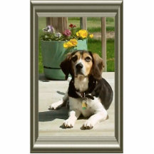 Beagles sind schön photo figur
