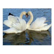 Beaufsichtigte Schwan-Herz-Liebe Postkarten