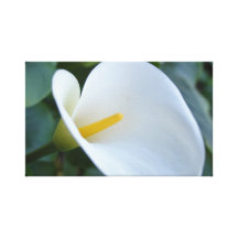 Beautiful white Calla Lilly, Photo:DanielleArtmann Canvas Print