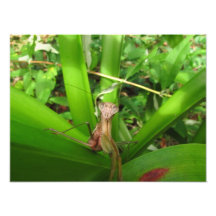 Bedachtes Mantis ~ Foto