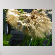 Beige Blume Plakat
