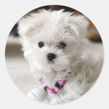 Bella Stickers