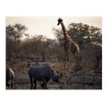 Bemuttern Sie Nashorn und junges Nashorn an einem  Postkarte