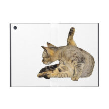 Bengalische Katze