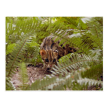 Bengalische Katze 003 Postkarte
