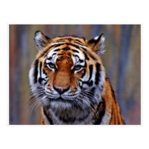 Bengalische Tiger-Postkarte