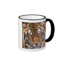 Bengalischer Tiger, Panthera der Tigris Haferl