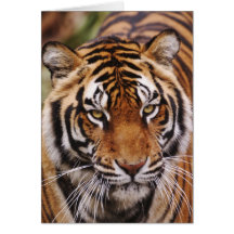 Bengalischer Tiger, Panthera der Tigris Karten