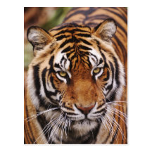 Bengalischer Tiger, Panthera der Tigris Postkarte