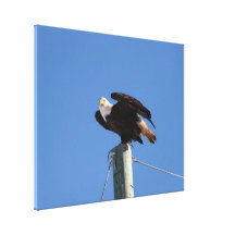 BEOUP Weißkopfseeadler auf Strommast Galerie Gefaltete Leinwand
