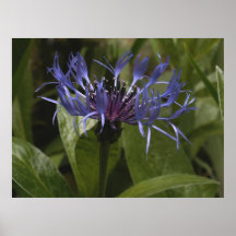 Berg Bluet Plakatdruck