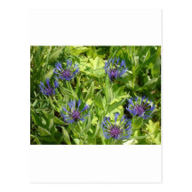 Bergblumen Postkarte