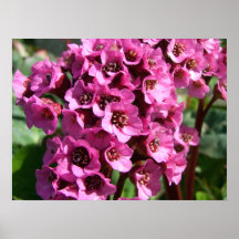 Bergenia-Blüte; Kein Text Posterdrucke