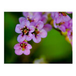 Bergenia • Postkarte