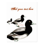 Bergenten-Ente Postkarte
