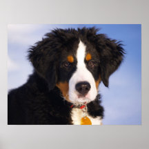 Bernese Gebirgshund - niedliches Welpen-Foto Plakate