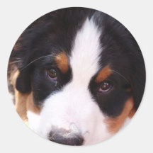 Bernese Gebirgshundeaufkleber