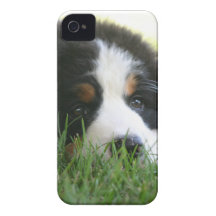 Bernese Welpe Case-Mate iPhone 4 Hüllen