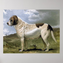 Bernhardiner, hochwertiges Hundezeichnen Posterdruck