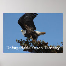 BERTF Weißkopfseeadler bereit zu fliehen Posterdrucke