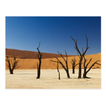 berühmtes Deadvlei mit toten Bäumen, Wüste 3 Postkarten