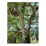 Berühmtes Liebe-Baum-St- Augustineflorida Postkarten