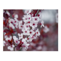Bestellte jemand etwas bokeh? postkarte