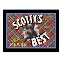 Bester Hund Scottish-Terriers Scottys Postkarten