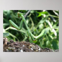 Betender Mantis Poster
