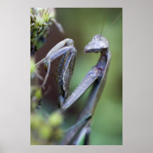 Betender Mantis Plakatdrucke
