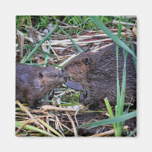 Biber, die Foto küssen Magnete