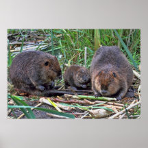 Biber-Familie Plakatdrucke